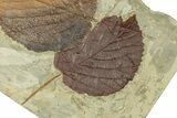 Plate with Two Fossil Leaves (Two Species) - Montana #269321-3